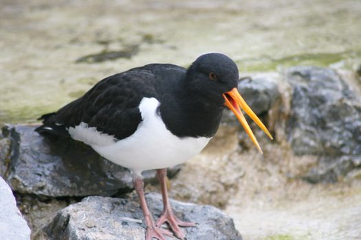 An oystercatcher (Haematopus ostralegus) sits in the sand