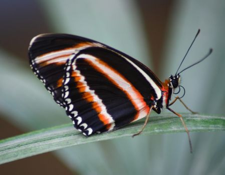 A very nice colorful butterfly