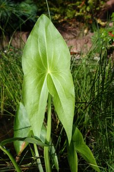 The arrowhead an interestingly shaped wetland plant