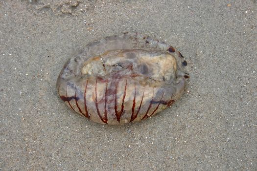 A jellyfish washed up on sand