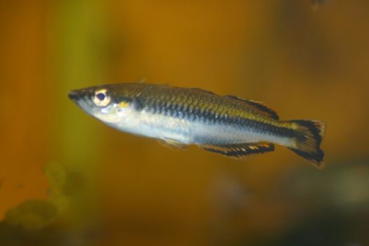 A small perch, in side view