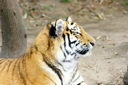  siberian tiger Sibirischer  Tiger (Pantera tigris altacia)