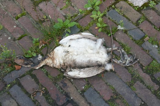 Close-up of the remains of a dead seagull