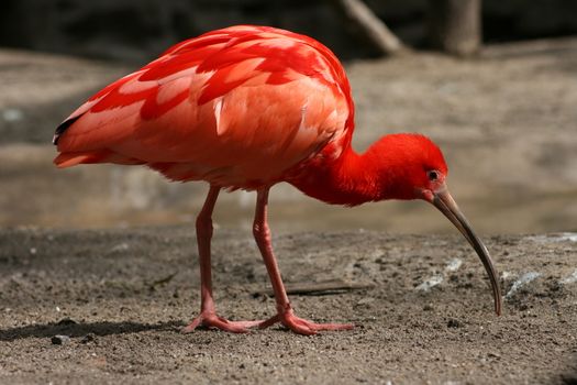 A scarlet ibis, (Eudocimus ruber) on the foraging