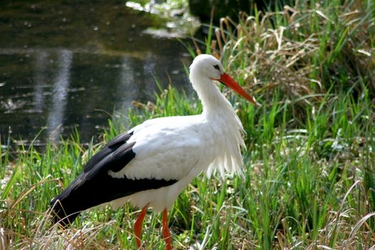 White Stork walks around on a green meadow