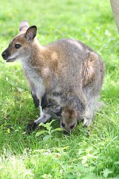 a Kangaroo female with pup in a bag