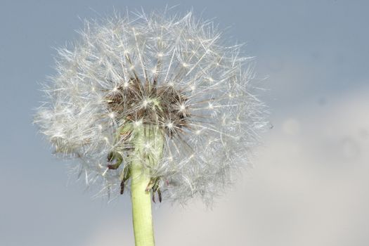 Close-up of a dandelion, with a blue background