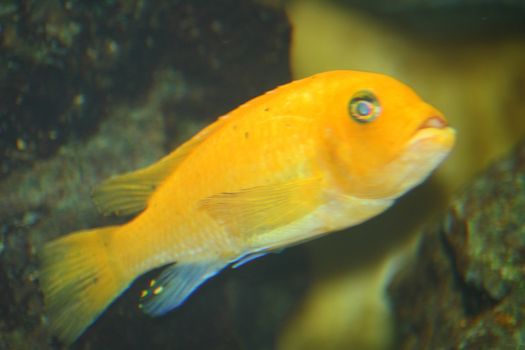 A single yellow cichlid, (Labidochromis caeruleus)