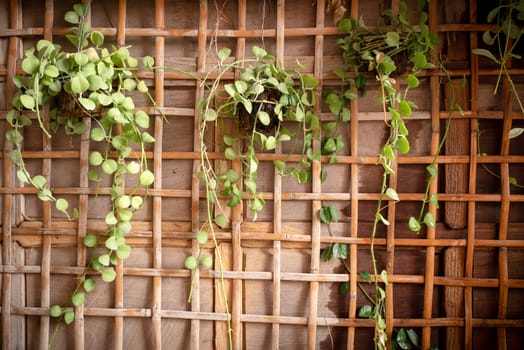 Bamboo net and teak wood wall and green garden, decore, Close-up