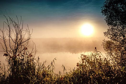 Incredible mystical morning landscape with rising sun, tree, reed and fog over the water