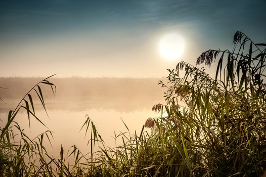 Incredible mystical morning landscape with rising sun, tree, reed and fog over the water