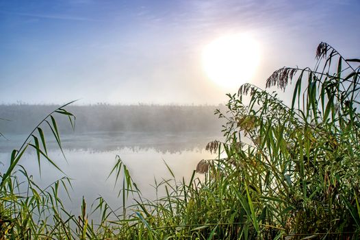 Incredible mystical morning landscape with rising sun, tree, reed and fog over the water