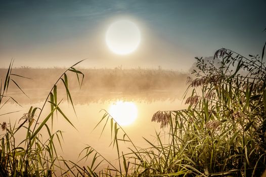 Incredible mystical morning landscape with rising sun, tree, reed and fog over the water