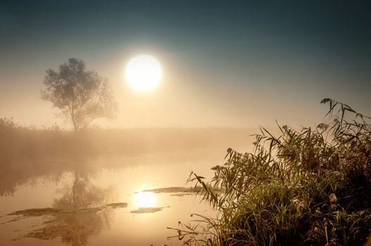 Incredible mystical morning landscape with rising sun, tree, reed and fog over the water