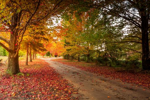 Delightful rural scene of a little laneway through beautiful rows of deciduous trees in red orange and yellow during Autumn in Blue Mountains