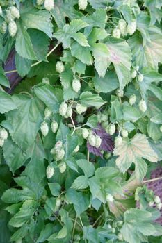 The umbels of a hop plant (Humulus)