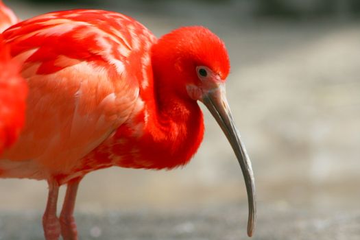 A scarlet ibis, (Eudocimus ruber) on the foraging