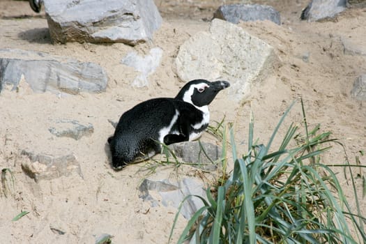 A group of Humboldt penguins (Spheniscus humboldti)