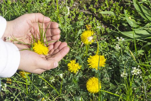 Yellow dandelions.Yellow spring flowers in the palms of the girl. Dandelions and daisies in a female hand.