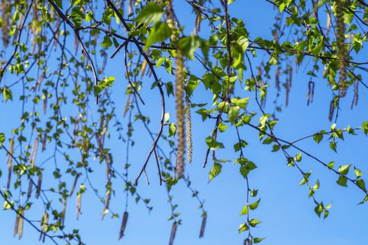 Spread buds on birch.Blossoming in spring time.Branch of birch in spring day.