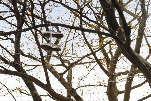 The concept of freedom from shoes. Selective focus.Sneakers are hanging on a tree against a bright sky. The concept of autumn.