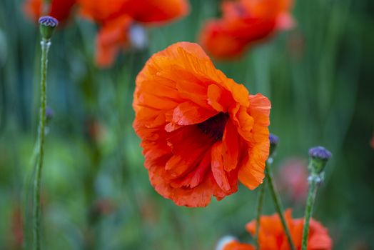 Poppy flower close-up, selective focus.Red poppy flower. Spring flowering .