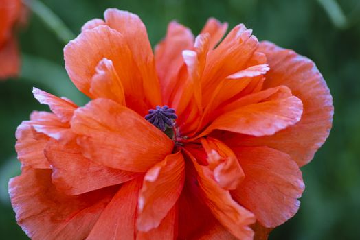 Poppy flower close-up, selective focus.Red poppy flower. Spring flowering .