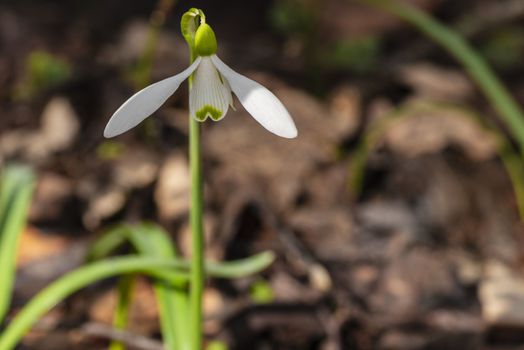 Snowdrop spring flowers. Galanthis in early spring gardens. Delicate Snowdrop flower is one of the spring symbols .The first early snowdrop flower.White snowdrop .