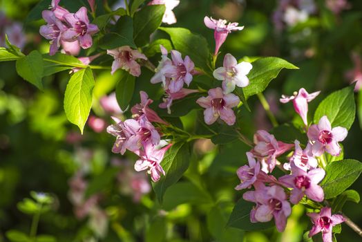 Little pink forest flowers, beautiful summertime floral background, selective focus