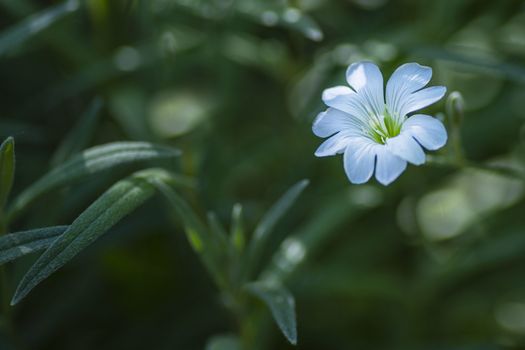 Little white forest flowers, beautiful summertime floral background, selective focus