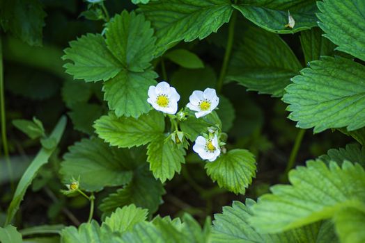 White flowers are yellow stamens strawberry.Flowering bush of wild strawberries with leaves.