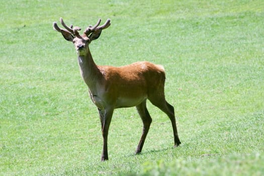 a fallow deer on a green glade