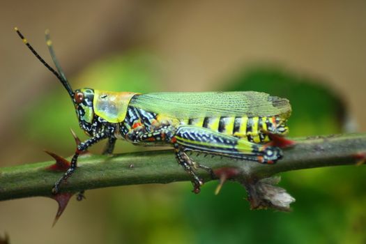 A colorful grille on a rose stem