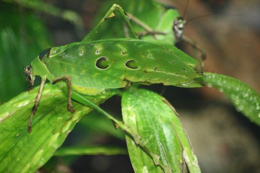 A green grasshopper sitting on a leaf