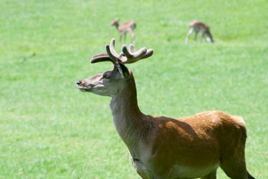 a fallow deer on a green glade