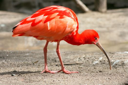 A scarlet ibis, (Eudocimus ruber) on the foraging