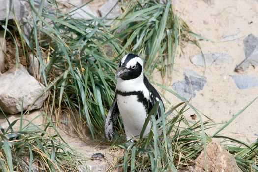 A group of Humboldt penguins (Spheniscus humboldti)