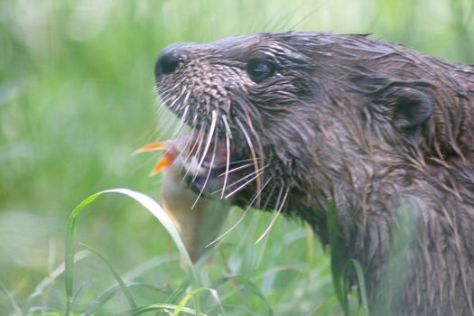 a portrait shot of a river otter 