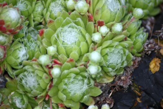 a larger number of houseleek (Sempervivum tectorum)