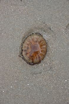 A jellyfish washed up on sand