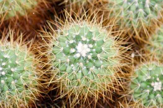 Detail from a Spherical cactus