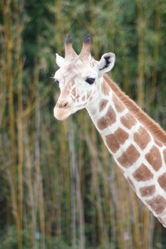 a portrait shot of a giraffe (Giraffa camelopardalis)