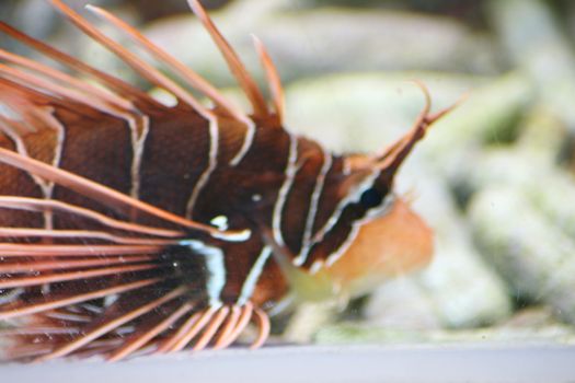 A single antenna lionfish (Pterois antennata)