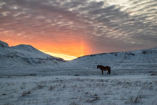Horse in the mountains in Snaefellsnes peninsula at sunset, Iceland