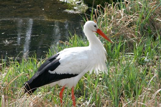 White Stork walks around on a green meadow