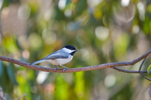 Curious Black-Capped Chicadee sitting on a branch.