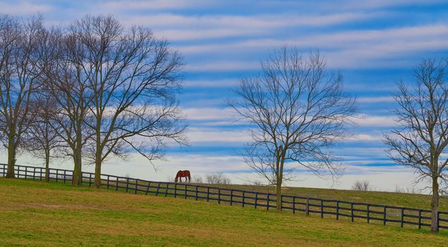Thoroughbred horse grazing in a field with cloudy skies.