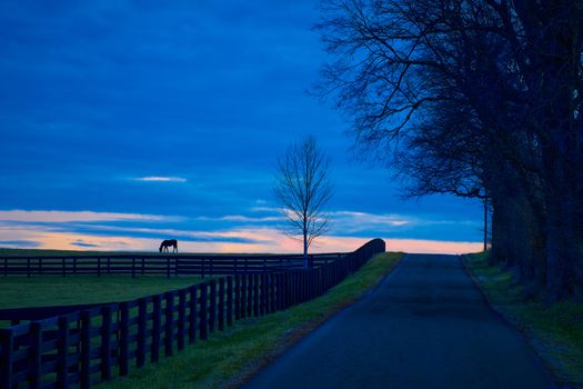 Thoroughbred horse grazing in a field at dusk.