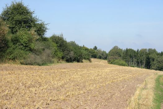 Harvested grain field with a forest in the background