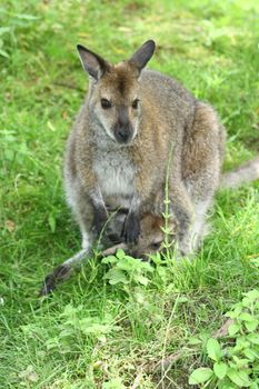 a Kangaroo female with pup in a bag